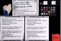 Foto (Objket + Etiketten) von Galatheites aiola (Robins, Feldmann, Schweitzer & Bonde, 2016) 